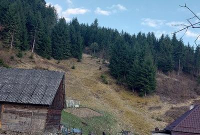 Teren Construcții intravilan de 10000 mp, în Albac - 11