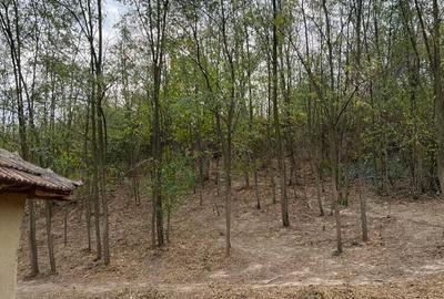 Casa de anzare con Ion corvin - 8