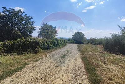Loc de casa si teren cultivat cu vita de vie 1,28 Ha Santimreu Bihor - 4