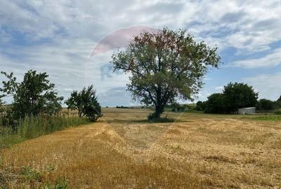 Teren intravilan 4.779 mp + casa si anexe - Girov, Neamt - 14