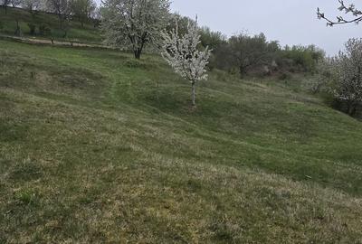 Teren de 10500 mp, în Dumbrăvița - 4