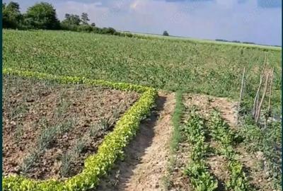 Teren de 6471 mp, în Obad - 2