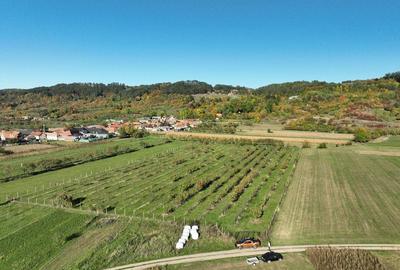 Teren intravilan de 14527 mp, în Aușeu - 8