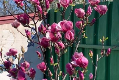 Casă individuală cu 5 camere cu Teren 500 Mp în Fundeni - 7