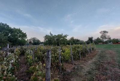 Casa batraneasca bine intretinuta in Bahna - 13