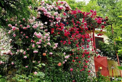 Casă cu 2 camere în Provița de Sus - 5