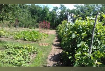 Casă cu Teren 1600 Mp în Sărulești - 1