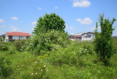 Teren 528 mp DN4 - A0 - Popești Leordeni - 6