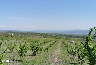 Teren de 126200 mp, în Șoimușeni - 6