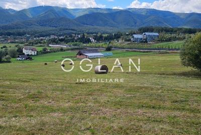 Teren Tocile (parcelabil) 3500 mp - 4