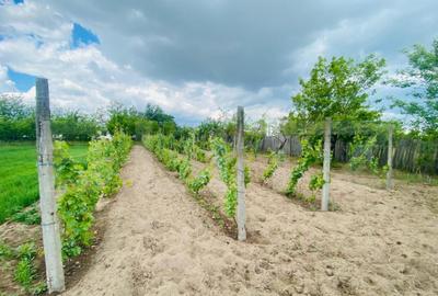 Casa pe parter, 2.753 mp teren, Marotinu de Sus - 18