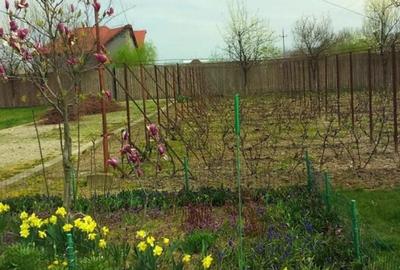 Ciopani vila 5 camere teren 4000 mp - 10