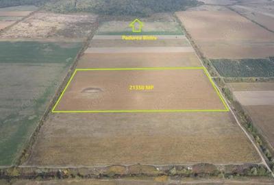 Teren de Vanzare - 2,1 Hectare in Apropierea Padurii Bistra Comision 0! - 5