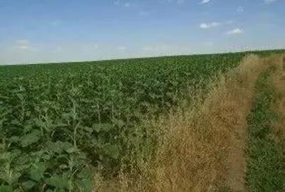 Teren extravilan Caldararu, ID: R2616308 - 8