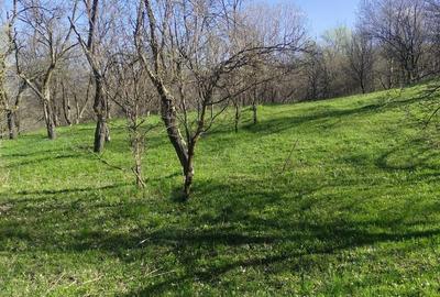 Teren de 1506 mp, în Drajna - 4