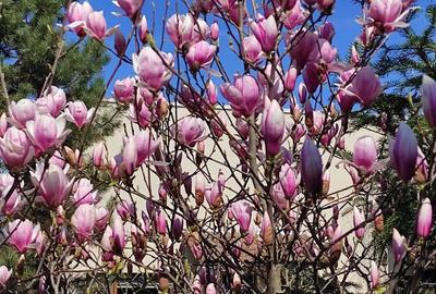 Casă cu 4 camere în 1 Decembrie - 6