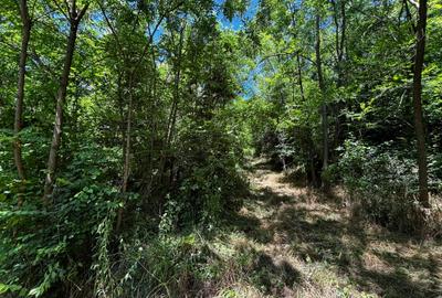 Teren intravilan de 6857 mp, în Bujoreni - 4