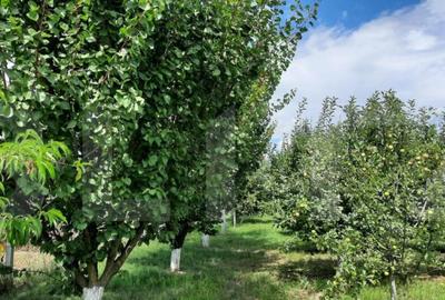 Casa individuala, 268 mp utili, 2145 teren, livada, Turda - 1