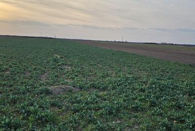 Teren agricol extravilan de 21600 mp, în Satu Nou - 6