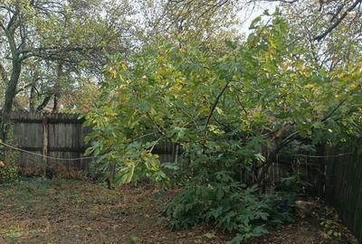 Casă cu 3 camere cu Teren 2493 Mp în Pădina - 1