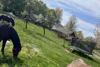 Spațiu comercial, în Satu Nou de Sus - 4