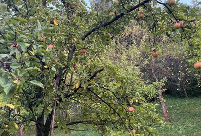 Casa de vanzare Soveja-Vrancea - 30