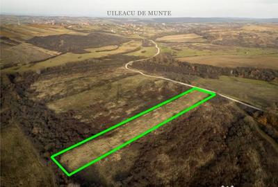 Teren de 6895 mp, în Uileacu de Munte - 5