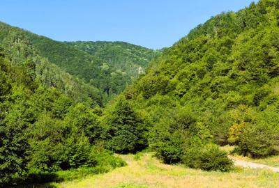 250 Ha TEREN PADURE pe VALEA OLTULUI, in Balota- Racovita, jud. Valcea, acces DE - 8
