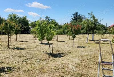 Casă cu 4 camere în Drăgoiești - 3