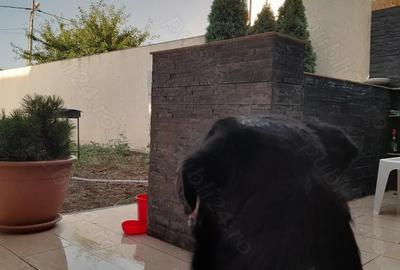 Vila de inchiriat la mare! - 6