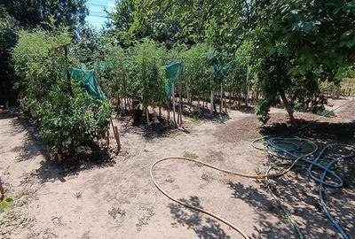 Casă cu 3 camere cu Teren 824 Mp în Cazasu - 13