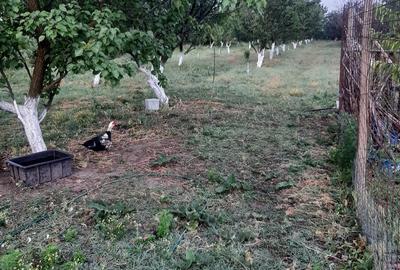 Casă cu 6 camere în Cotorca - 3