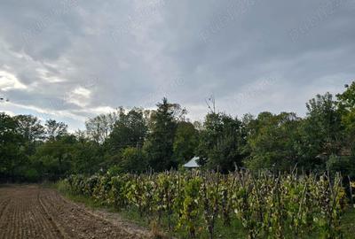 Casă cu 4 camere în Urlueni - 8