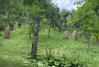 Casă cu 4 camere în Malu cu Flori