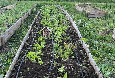 Teren intravilan pe Strada Principală – Faraoanele, Vârteșcoiu - 4