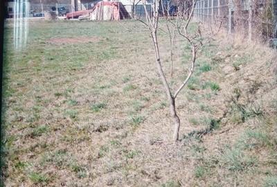 Teren de 3000 mp, în Adunați - 3