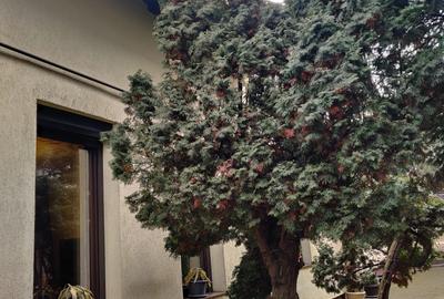 Casă individuală cu 4 camere cu Canalizare în Parcul Carol - 12