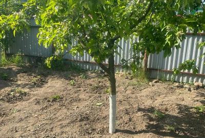 Casă în Central - 3