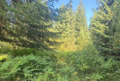 Teren de 6450 mp, în Neagra - 5