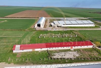 Tariverde - Ferma zootehnica functionala, 3 hectare teren intravilan! - 5