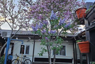 Casă cu 4 camere în Central - 1