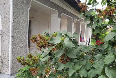 Casă cu 5 camere cu Teren 1351 Mp în Cernica - 8