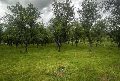 Spațiu comercial, în Negrești-Oaș