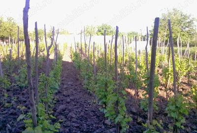 Casă cu 3 camere în Chiriacu - 7