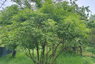 Spațiu comercial, în Central - 1