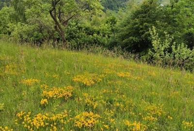 Proprietar, vand teren intravilan cu priveliste asupra Muntilor Bucegi - 6