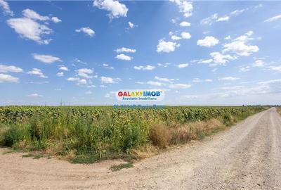 Teren agricol extravilan 2.6 ha - 26.000 mp - Valcelele, Buzau - 9