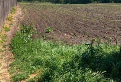 Teren Stanesti - Judetul Giurgiu, intravilan, drum asfaltat, - 2