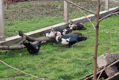 Casă individuală cu 3 camere cu Teren 940 Mp în Pantazi - 10