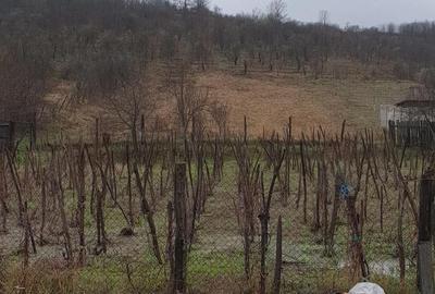 Casă cu 3 camere cu Teren 2000 Mp în Bulzești - 8